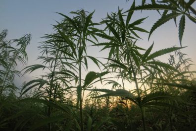 image of a cannabis plant