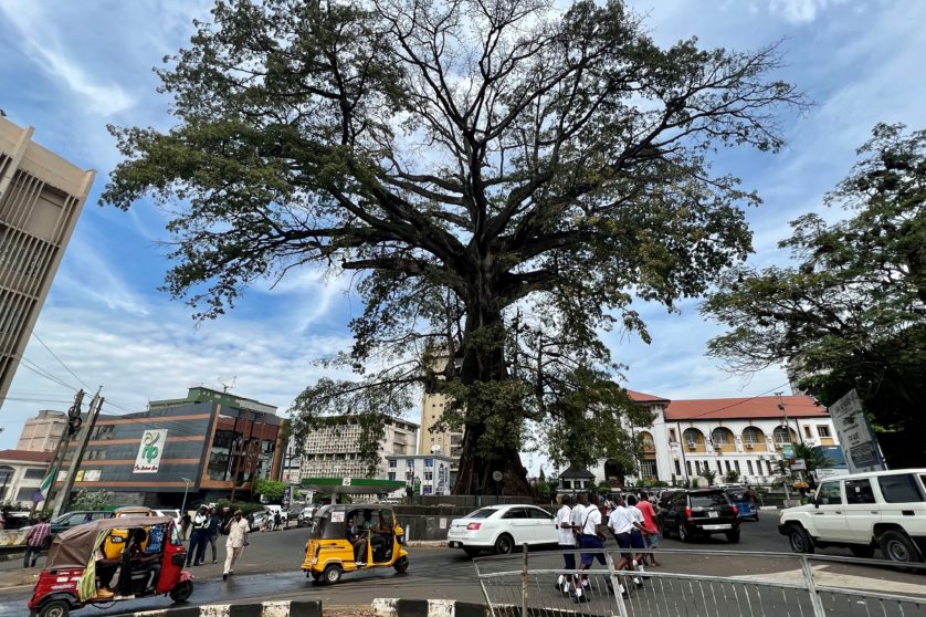 A picture of Freetown's glorious cotton tree in the city centre, known to have existed in at least 1787.