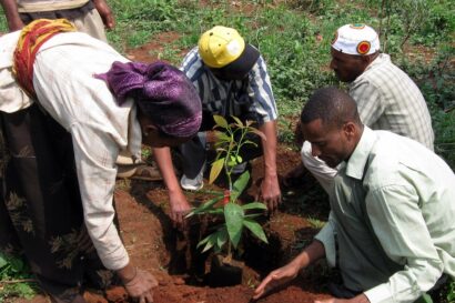 Ethiopia - Planting Avocado Trees in Katbare - July 2011